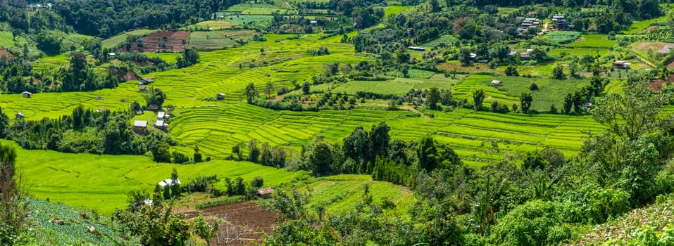 Terraced Rice Field in Chiangmai during the green rain season, Thailand. Royal Project Khun Pae Northern Thailand with green mountains