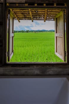 view from a window with bath tub at a small homestay on the farm with a green rice paddy field in Central Thailand
