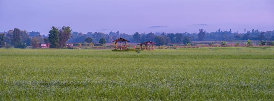 sunrise over the green rice fields of central Thailand, green rice paddy field