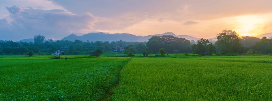 sunset over the green rice fields of central Thailand, green rice paddy field