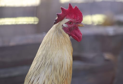 Profile of a rooster rustic vintage background dorf