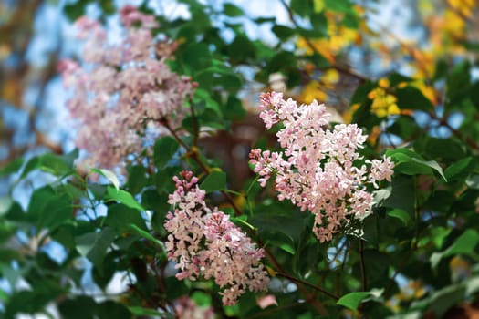Delicate pink flowers emerge during spring, surrounded by lush green leaves and a vibrant natural landscape. Sunlight filters through, creating a serene and tranquil atmosphere.