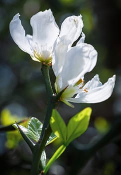 Spring brings the delicate white flowers of the trifoliate orange, also known as poncirus trifoliata, showcasing their beauty in a vibrant natural setting.