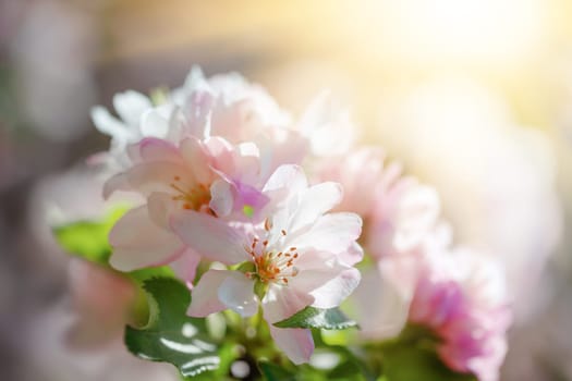 Delicate pink and white flowers bloom in spring, capturing the essence of natures beauty. Soft light enhances the tranquility of the floral backdrop, inviting calm and reflection.