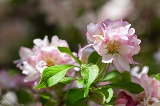 A close-up view reveals vibrant pink apple blossoms fully blooming among bright green leaves. This natural display captures the essence of springs beauty and renewal.