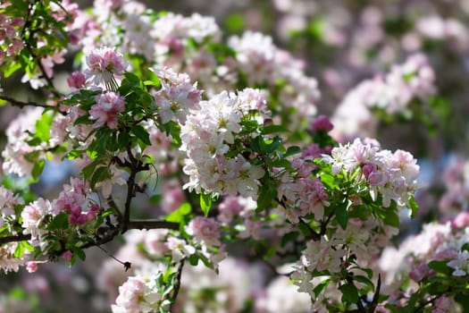 Delicate pink and white flowers burst into bloom on lush branches, filling the spring garden with life and color. The natural floral beauty brightens the serene outdoor setting.
