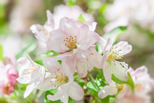 Soft pink and white flowers bloom in spring, forming a lush and inviting natural landscape. Green leaves accentuate the beauty of the delicate petals under gentle sunlight.