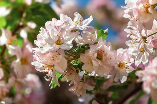 In spring, delicate cherry blossoms reveal their soft pink petals, thriving under the warm sunlight against a vibrant blue sky, creating a serene and enchanting natural setting.