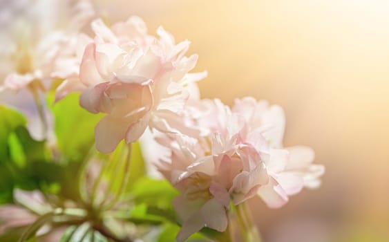 Delicate blooms thrive in the warmth of spring, showcasing their soft pastel colors against a blurred background. The gentle light enhances the peaceful atmosphere of natures beauty.