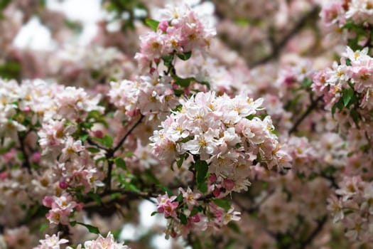 Delicate pink and white flowers bloom in abundance, filling the air with color and beauty during spring. This natural floral background showcases the joy of the season.