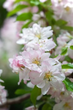 Delicate pink and white blossoms bloom amid bright green leaves, showcasing natures beauty in spring. The flowers create a tranquil setting filled with freshness and life.