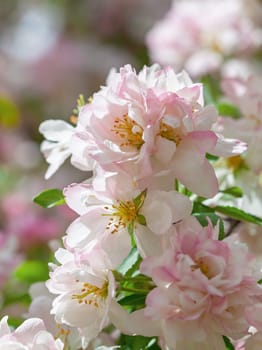 Delicate pink and white flowers bloom vibrantly among lush green leaves, capturing the essence of spring. The scene radiates freshness and natural beauty under gentle sunlight.