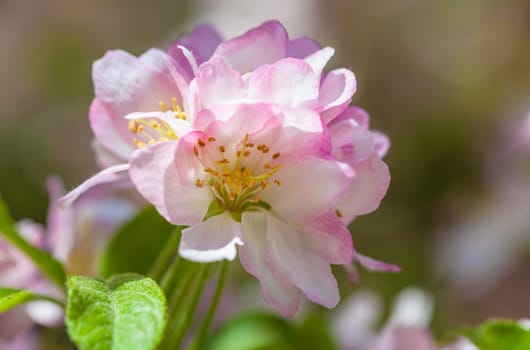 Delicate pink flowers bloom amidst lush greenery, celebrating the arrival of spring. Sunlight filters through the petals, enhancing the beauty of this tranquil floral environment.