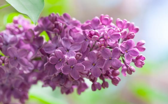 Lilac flowers in full bloom during springtime showcase their delicate purple petals against a soft natural background. The scene highlights the beauty of seasonal floral growth.