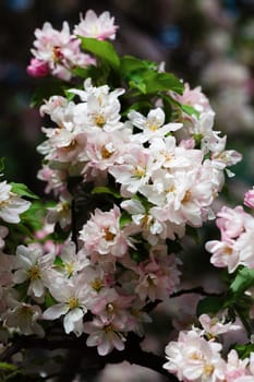 Delicate pink and white apple blossoms are showcased during springtime, creating a lively and colorful floral display. Bright green leaves provide a fresh backdrop, enhancing the beauty of nature.