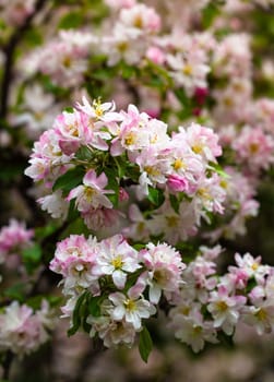 Close view of vibrant apple blossoms reveals a burst of pink and white hues, symbolizing the beauty of spring. The fresh floral arrangement adds a joyful touch to any natural setting.