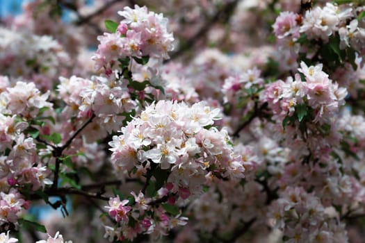 Delicate pink cherry blossoms flourish in a natural floral background during the spring season. This enchanting display captures the essence of renewal and beauty in nature.