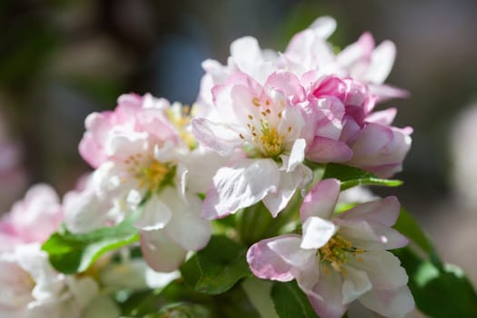 Delicate apple blossoms in soft pink and white hues adorn branches during a sunny spring day.