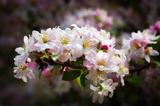 Spring brings vibrant life to the scene, with branches adorned in delicate pink and white blossoms.