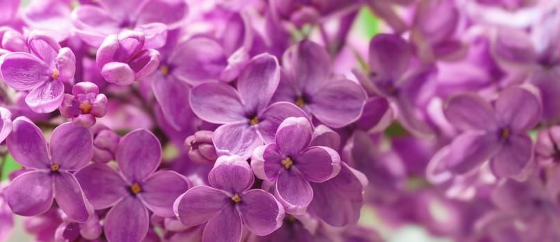 In spring, delicate clusters of purple lilac flowers bloom beautifully, filling the air with their sweet fragrance. The bright petals bask under warm sunlight, enhancing the gardens lively atmosphere.