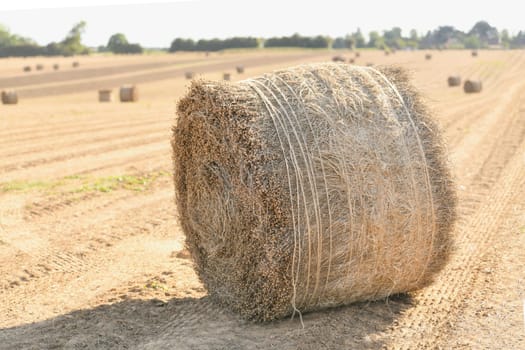 Bale of dry flax on the field in Normandy France