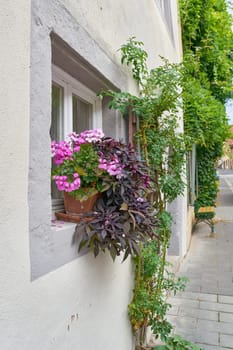 Flowers as decoration on a windowsill in the old town of Rothenburg ob der Tauber in Germany