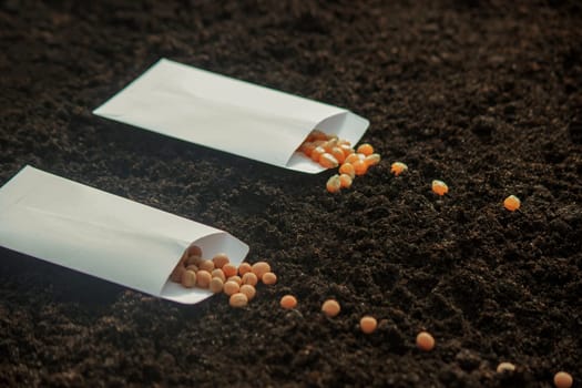 Seed Planting: A Variety of Crops for Future Harvest. Selective focus.