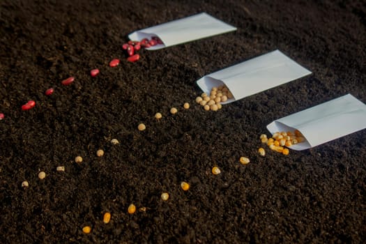 Seed Planting: A Variety of Crops for Future Harvest. Selective focus.