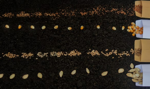 Seed Planting: A Variety of Crops for Future Harvest. Selective focus.