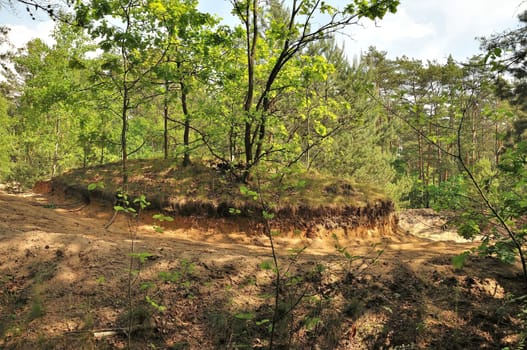 A tranquil forest scene showcasing a sandy hill with exposed earth layers. Lush greenery and sunlight create a peaceful atmosphere.