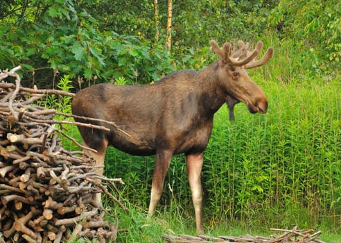 A magnificent moose stands near a woodpile in a lush green forest. The scene showcases the animal's natural grace and the beauty of its surroundings.
