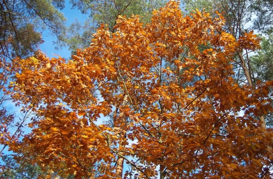 A breathtaking view of autumn leaves. Golden and orange leaves fill the frame against a bright blue sky.
