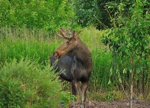 A magnificent moose grazes peacefully amidst lush green foliage. Its antlers are visible.