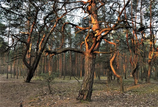 A lone pine tree bathed in the warm glow of the setting sun, surrounded by other trees in a tranquil forest.