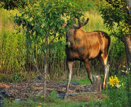 A moose peacefully eating leaves in a summer meadow.