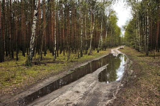 A tranquil forest path with a puddle reflecting the trees. Peaceful atmosphere.