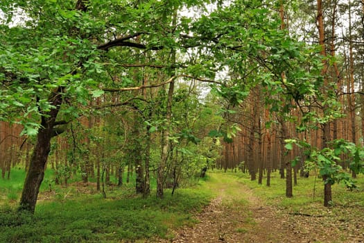 A tranquil path winds through a lush green forest. Sunlight filters through the leaves, creating a peaceful atmosphere.