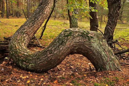 A strikingly curved pine tree in an autumnal forest. The scene evokes serenity and the beauty of nature's artistry.