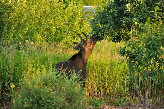 A majestic moose gracefully feeds on leaves in a lush summer meadow. The scene showcases the beauty of nature and wildlife