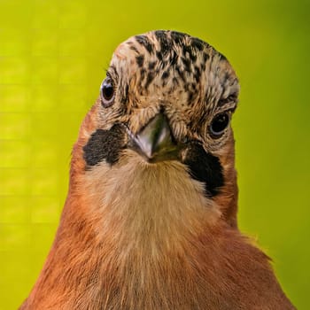 Close-up portrait of a Eurasian Jay, showcasing its vibrant plumage and intense gaze. The green background enhances the bird's colors.