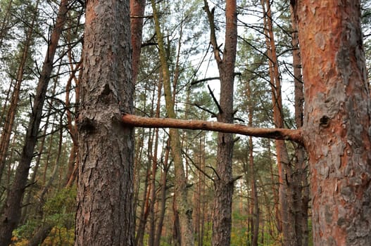 Image of two pine trees in a forest with one branch connecting the two trees.