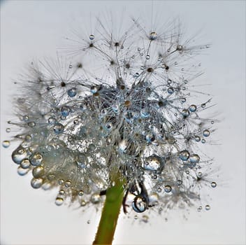A captivating close-up of a dandelion seed head adorned with glistening dewdrops. The image showcases the intricate details of nature's beauty.