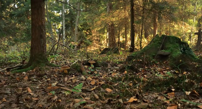 Sunlight filters through the trees illuminating a forest floor covered in autumn leaves, mushrooms, and a mossy stump. Serene autumn scene.