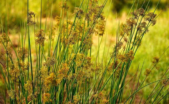 A vibrant image of a golden meadow filled with tall grasses swaying gently, showcasing nature's beauty in vivid detail.