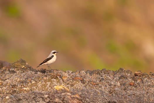 A Wheatear bird rests on a rocky surface, showcasing its elegant posture against a blurred background of warm tones. A serene moment captured in nature.