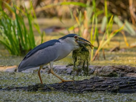 A black-crowned night heron skillfully catches a fish in a swampy habitat.