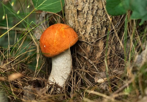 Close-up view of a vibrant orange mushroom growing near a tree in a forest setting.