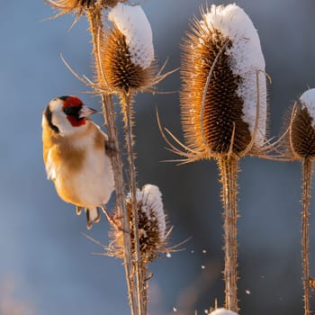 A goldfinch perched on a snow-covered thistle in winter. Beautiful wildlife photography.