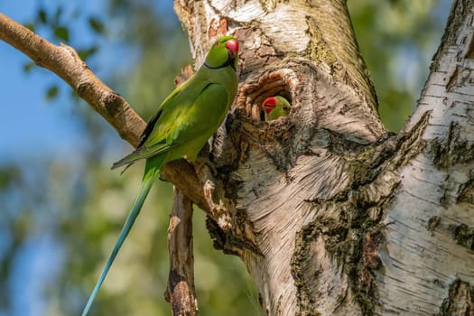 Two rosy-ringed parakeets perched on and near a birch tree. One is nestled in a tree hole