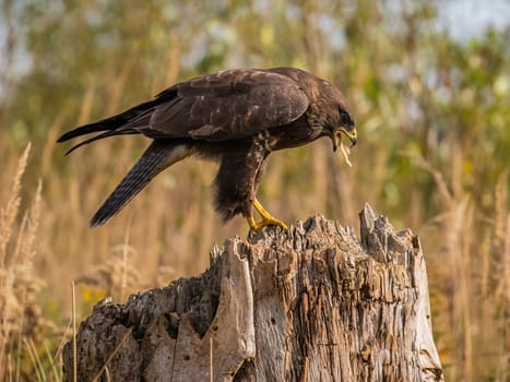 A brown buzzard perched on an old tree stump, showcasing its sharp focus and intricate details against a blurred forest background.